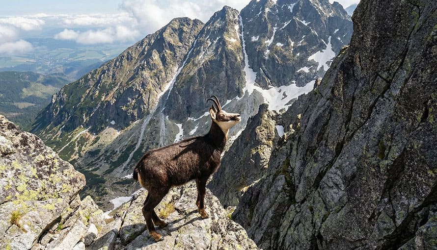 kamzík tatranský stojí na skale vo Vysokých Tatrách