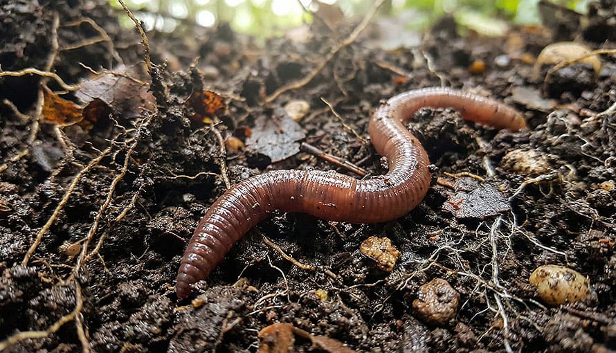 Dážďovka lezúca po vlhkej pôde s malými koreňmi, kamienkami a rozkladajúcimi sa listami.
